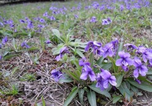 农村|农村一种常见野草,是上好的中药材,田野里遇到别忽视!