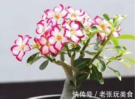 盆栽|4种花堪称花中仙子,花朵超美,开花勤快,种植容易,是盆栽佳品