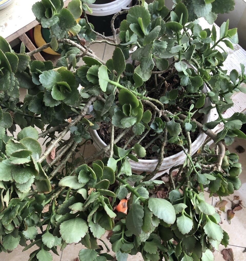 小技巧|3个养花“小技巧”,越早知道越好!养花百分百成活,1分钟学会