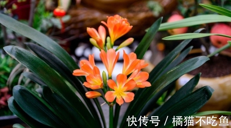 扇面|君子兰进入生长期,春天做好“3足”,新叶长得多,整齐又油亮