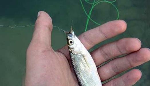这样钓白条真省劲，老钓手详细传授实战钓鱼技巧给你！