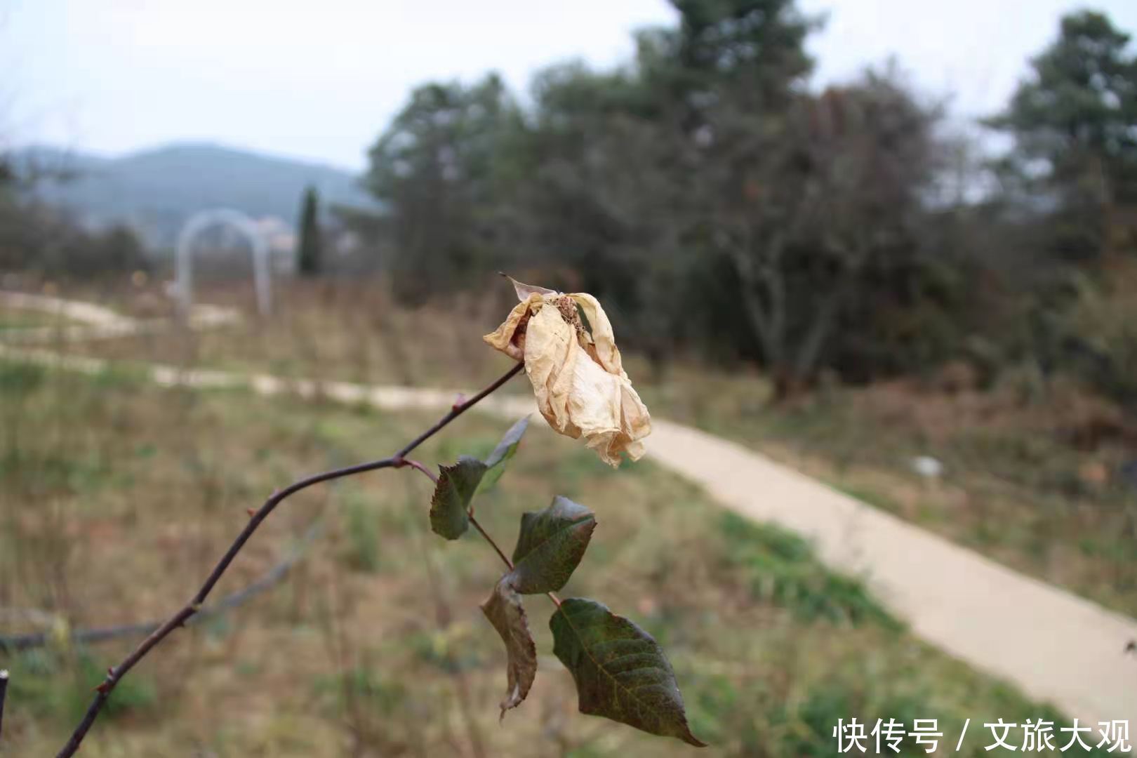 昆明冬日看花