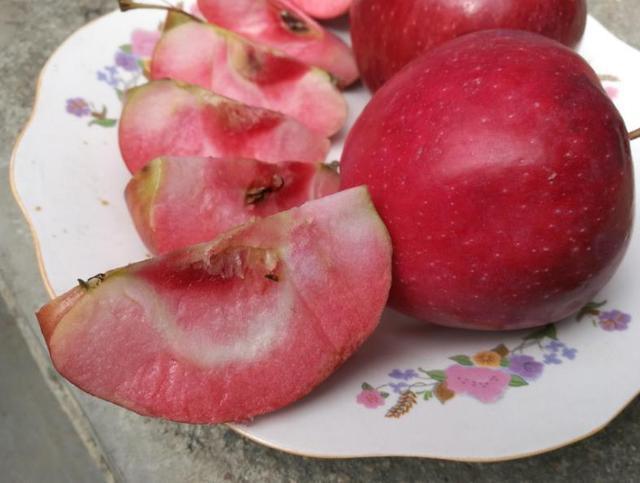 阳台别养月季了,养1种“苹果树”,果肉“红色”,好吃又好看!