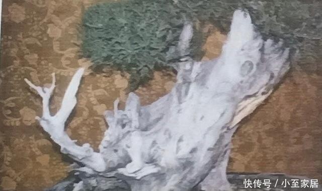 线条|制作舍利干及神枝