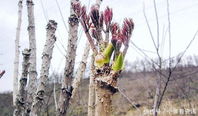 因浑身是刺常被忽视，殊不知“树芽”不输人参，目前36元一斤