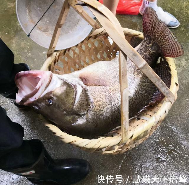 江西太冷了红眼鲮入侵江西却被成群冻晕，钓鱼人可以捞几十斤