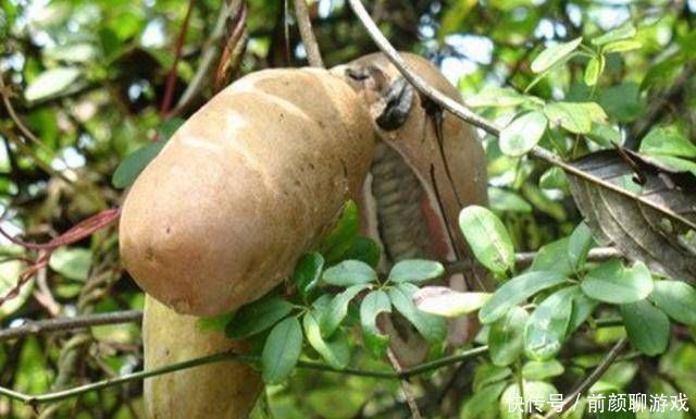 它是一种野果，农村人说很好吃，而城市人却不敢吃