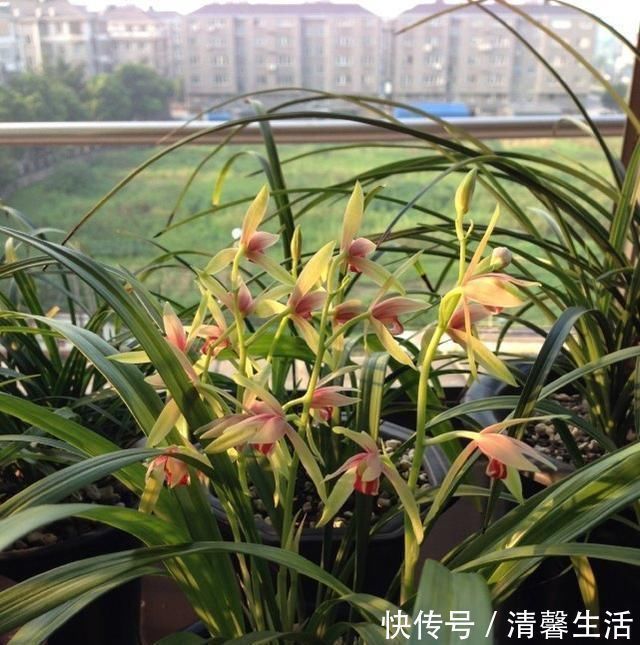 老兰友|养兰花,浇水牢记3句话,兰花10年不烂根,越长越壮