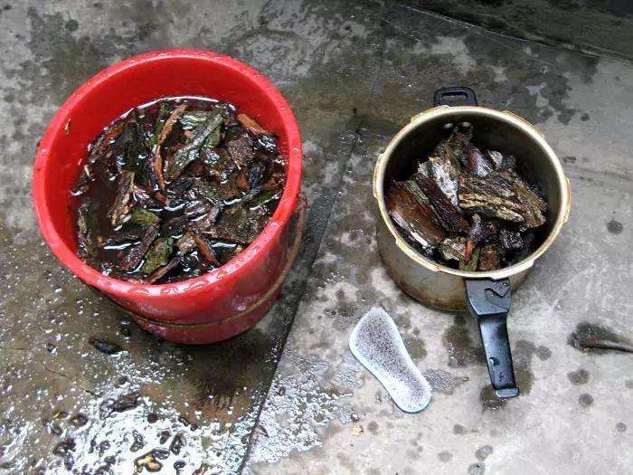 张大爷养虎皮兰,浇水施肥只用“它”,半年养出60多盆,太漂亮了