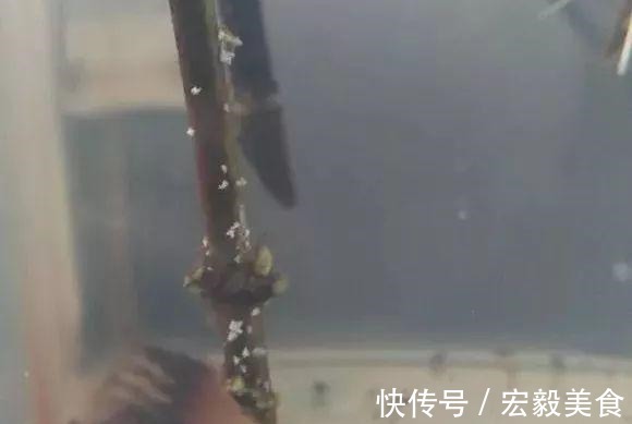 天竺葵|3种懒人扦插法,插啥都活,大白根蹭蹭冒!