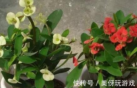 11月逛花市,遇到3种花随便买,再冷都能开爆盆,你养了吗