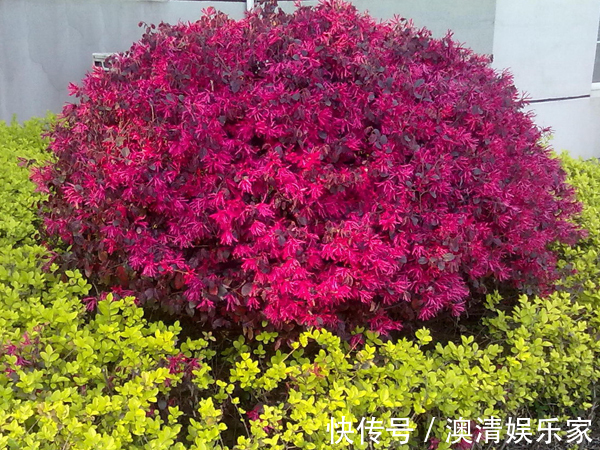 此花是我国特色的花卉之一，在我国已有多年的历史，适应性很强