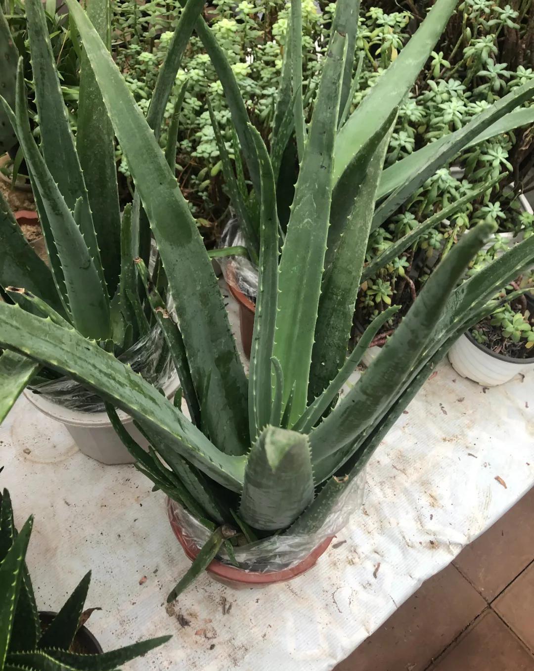 这5款花,不怕不浇水,就怕浇水多,特别适合懒人