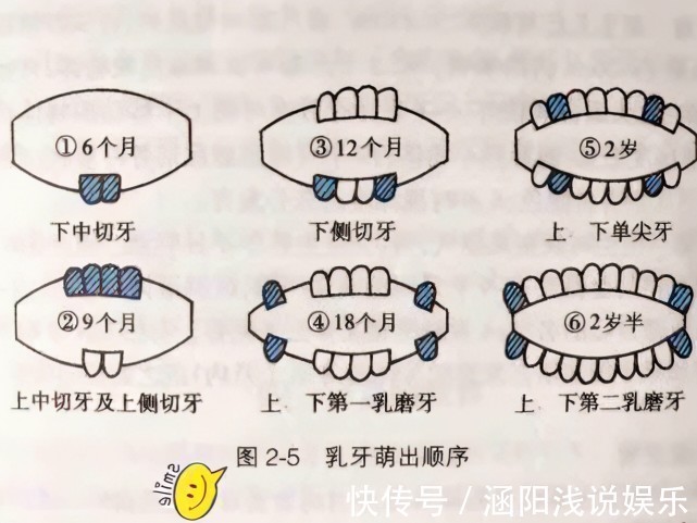 磨牙|宝宝几个月长牙算正常?出牙信号、应对建议,家长记牢让娃少遭罪