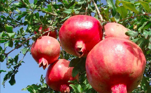 有庭院的强烈推荐种这3种水果树,有花,有果实,满满的幸福感