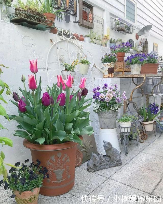 毛地黄|小空间花园打造指南丨四季开花不断，她是怎么做到的？