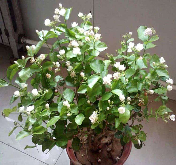 7种“娇气花”，10度还不拿屋里去，几天就冻死，只剩空花盆