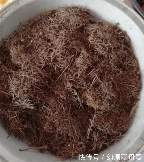 养花|松针土采集回来,怎样处理才能养花?教你制作松针土