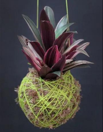 室内绿植种花不用盆，揉一个小球吊起来就让家里美翻