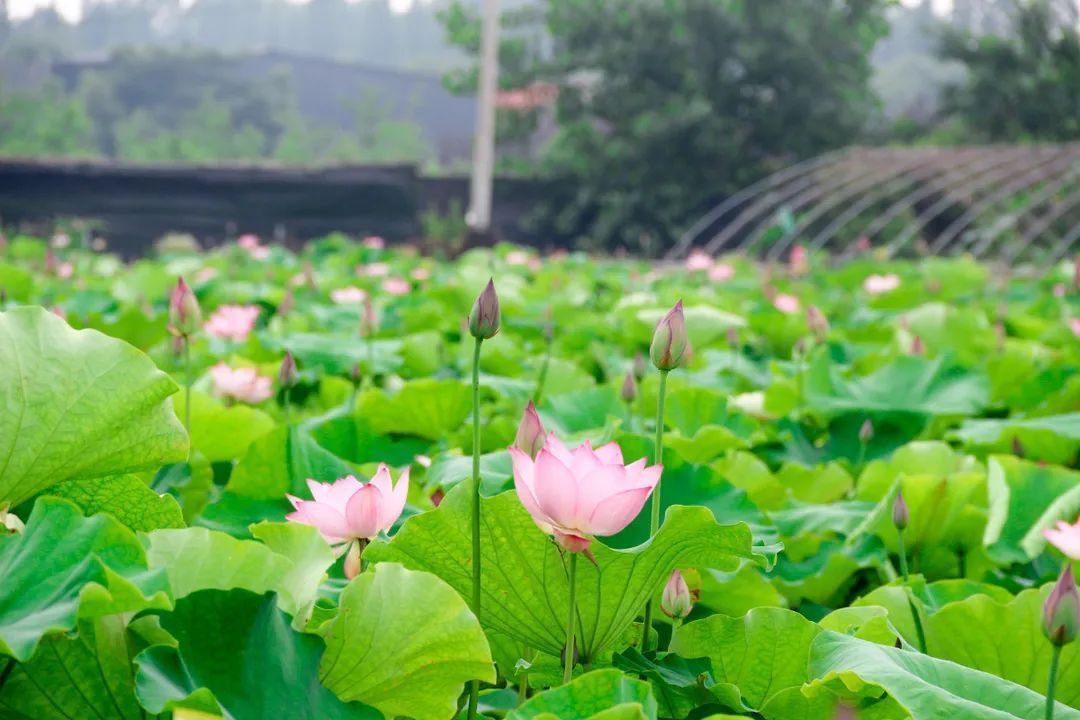 荷花塘|美翻！余杭此地，竟藏着一片45亩花海！现在去最漂亮，免门票！