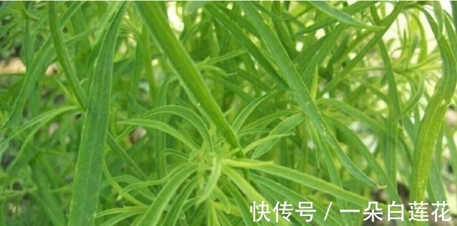 这植物有多“委屈”？在中国被当扫把用，在日本却身价百倍