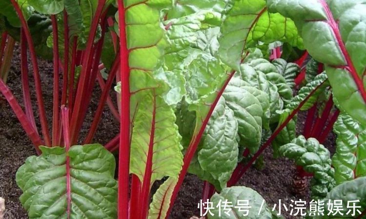 女性|女性不想显老,常吃四种食物,营养丰富,滋补身体,改善睡眠