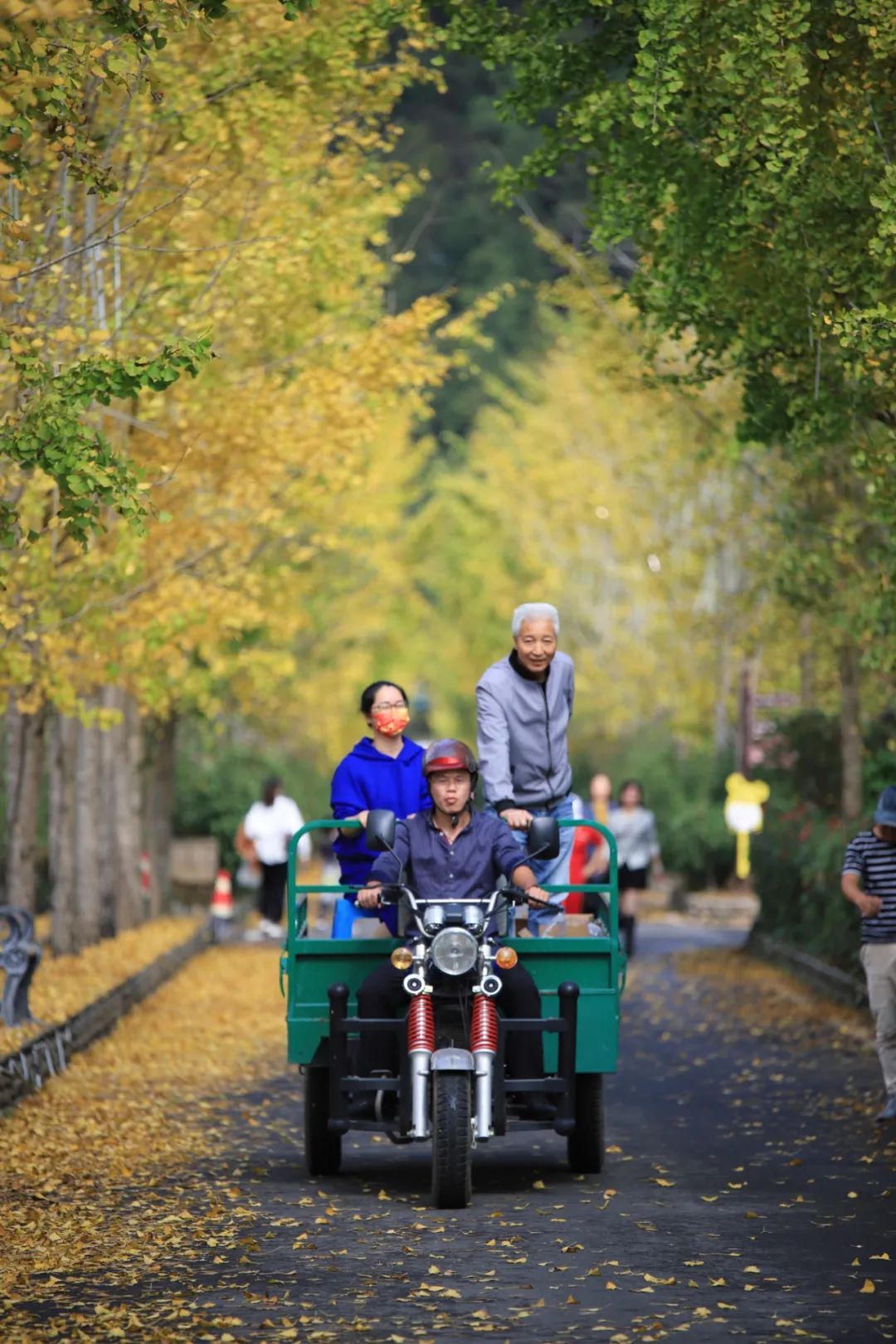 文旅融合|快来唷! 天台这条“黄金大道”已经美翻了! 错过又要等一年!