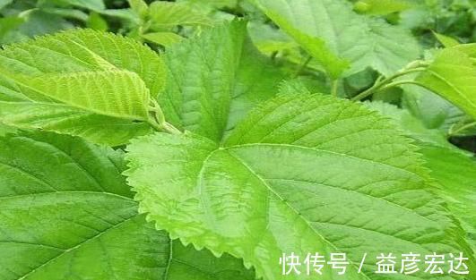 血管|高血脂碰上“天敌”了！每天吃一点，清理血管，血栓不来扰