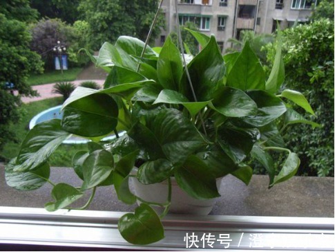 烂根|降温后绿萝发霉，烂根，这么补救有效，新手总算有救啦