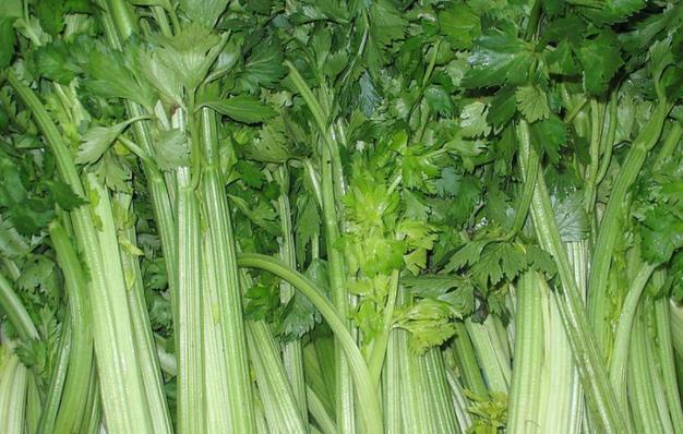 芹菜叶|吃芹菜为何不吃叶子你了解其中的真相吗为了健康不妨了解下
