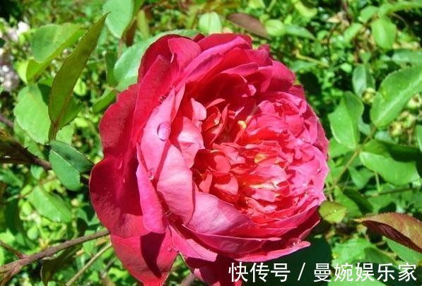 秋海棠科|喜欢玫瑰，就试试“精品玫瑰”布里顿玫瑰，娇巧迷人，花繁叶茂！