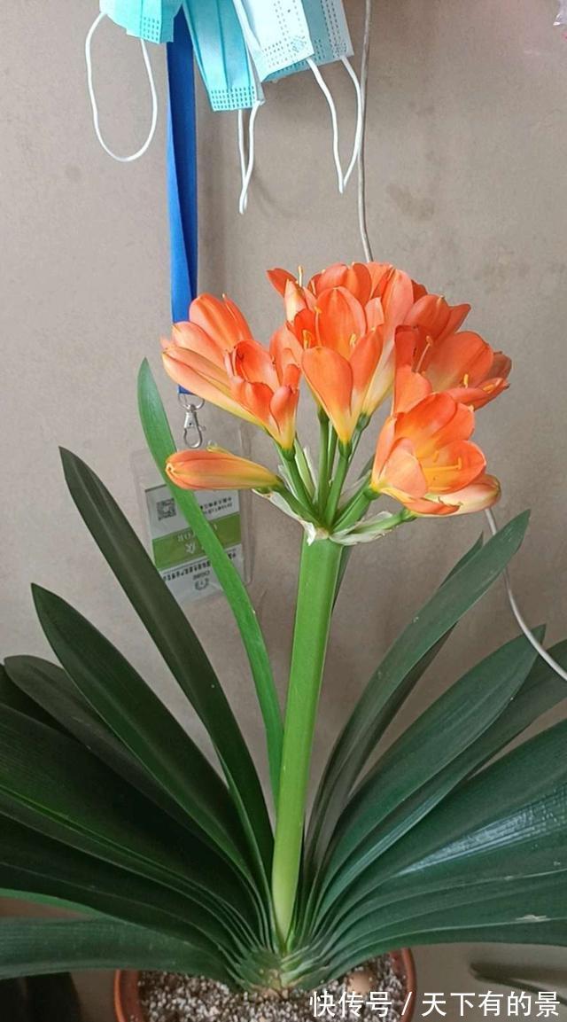 二氧化碳|给君子兰喝一种饮料,一年长6片叶片,闪亮发光