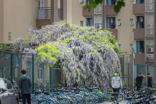 从这几点看出电子科技大学怎么样，学校环境好不好