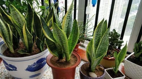 虎皮兰不见长、烂根多用上“4招”小方法,根系壮、叶片绿