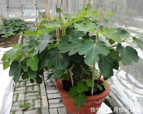 板结|阳台盆栽无花果,一个4字“小诀窍”,果子挂满枝,又甜又大又多