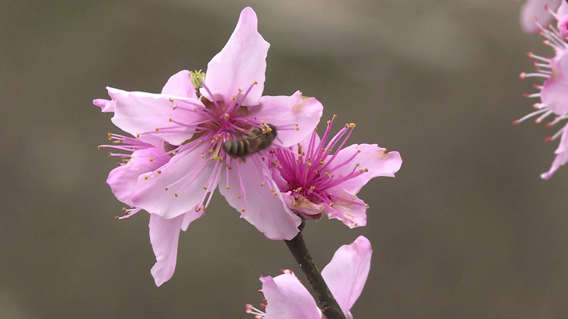 【微视频】永康桃花灼灼开 春风十里等你来