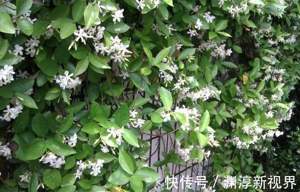 庭院地栽这些花卉想要养成花墙该怎么办做到如此就够了