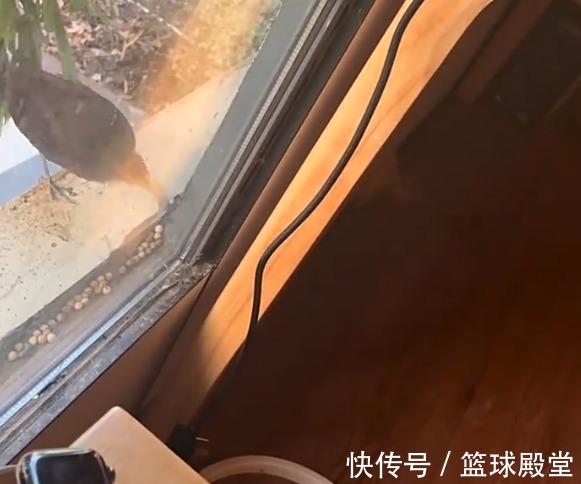 乌鸦|4消息!广厦有望捡漏,赵继伟晒乌鸦,贺天举要出山,郑毅入上海