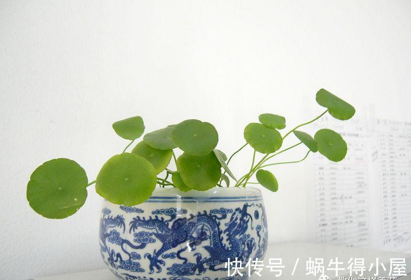 刚买的花,养几天就枯死,原来这里没做对,很多人不知道!