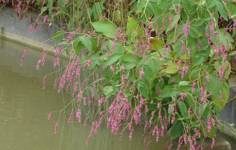 农村|农村这种常见的植物有祛风活络,镇痛消肿,调经的功效,你认识吗