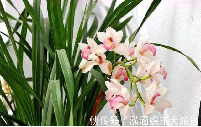 让“兰花”开爆盆记住几点,新芽冒得快,开花多,跟着学就行了