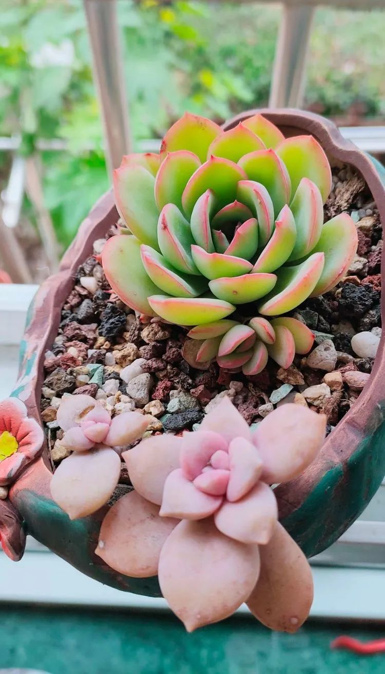 白粉病|爱自己、爱家人、爱生活、爱多肉,因为有爱我便无惧风浪!