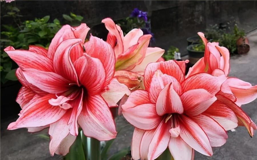 朱顶红开花矮矬子？动手剥开皮，冒出一圈大红花