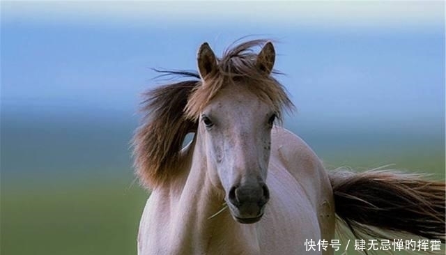 赤兔马|中国的八匹名马,除了赤兔马,你还知道其它的吗