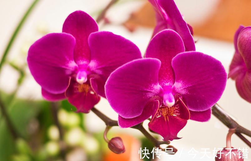 此种花,在南方好养,但在北方却很难养,你家是否也有