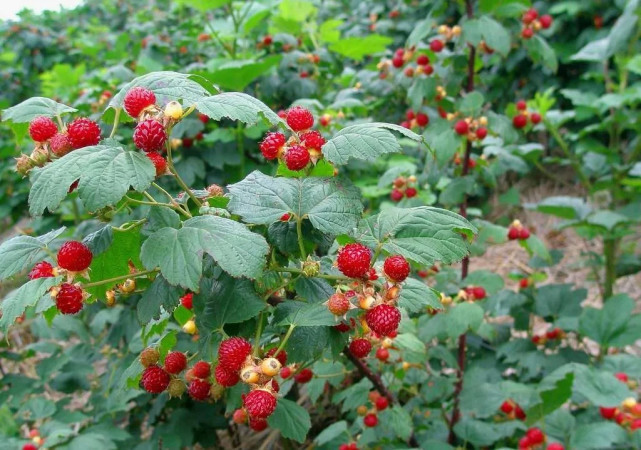 八月瓜|农村野果大全,儿时常吃的味道,吃过15种以上没多少人!