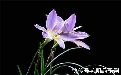 施肥|只需这4招，兰花不烂根不黄叶，长得好易开花！