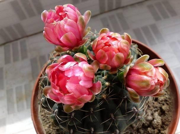 玉翁玉翁|适合懒人栽种的7种懒人盆栽，大半年不管居然还开花了！