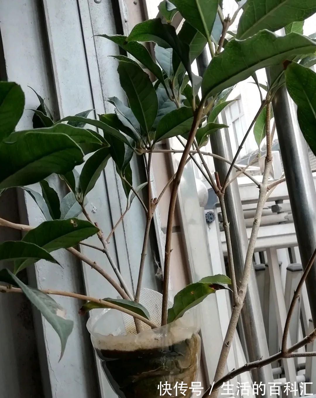 这花不用扦插，枝条套个塑料袋，大白根呼呼冒养花大全昨天