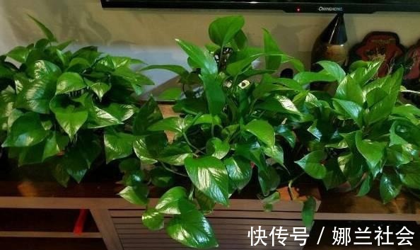 长寿花|君子兰肥到流油,长寿花开不断,原来他用了这个小方法!